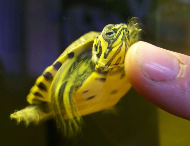 corals inverts - trachemys scripta scripta - yellow belly slider turtle stocking in 47 gallons tank - My yellow belly slider turtle following my friends finger :) corals inverts - trachemys scripta scripta - yellow belly slider turtle stocking in 47 gallons tank - My yellow belly slider turtle following my friends finger :)