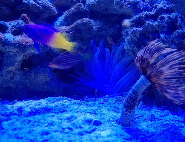 corals inverts - sabellastarte sp. - feather duster stocking in 36 gallons tank - cool pic in the dark corals inverts - sabellastarte sp. - feather duster stocking in 36 gallons tank - cool pic in the dark