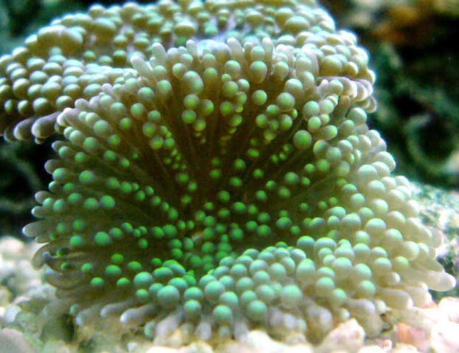 corals inverts - ricordea florida - ricordea mushroom stocking in 150 gallons tank - green ricordea florida corals inverts - ricordea florida - ricordea mushroom stocking in 150 gallons tank - green ricordea florida