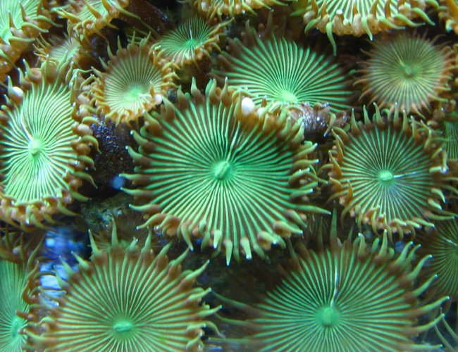 corals inverts - protopalythoa sp. - button polyp stocking in 160 gallons tank - Green button polyps corals inverts - protopalythoa sp. - button polyp stocking in 160 gallons tank - Green button polyps