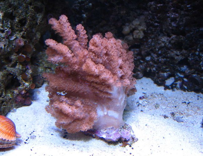 corals inverts - cladiella sp. - cauliflower colt coral stocking in 160 gallons tank - colt coral corals inverts - cladiella sp. - cauliflower colt coral stocking in 160 gallons tank - colt coral