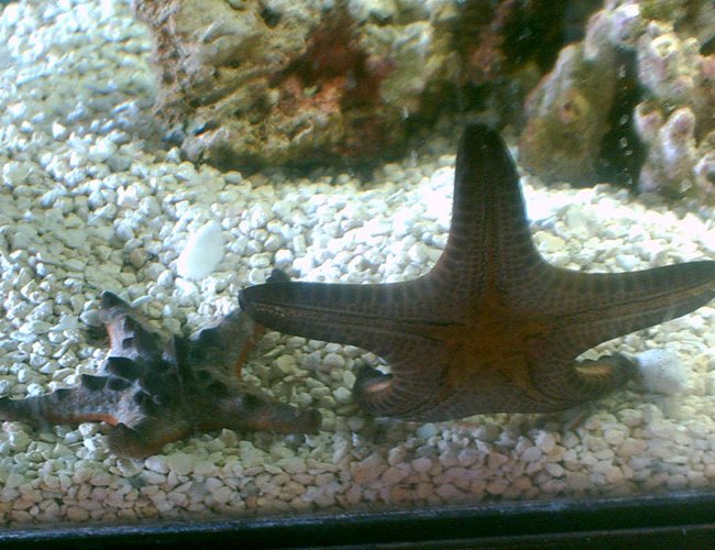 corals inverts - protoreastor nodosus - chocolate chip starfish stocking in 75 gallons tank - two up & comming stars corals inverts - protoreastor nodosus - chocolate chip starfish stocking in 75 gallons tank - two up & comming stars