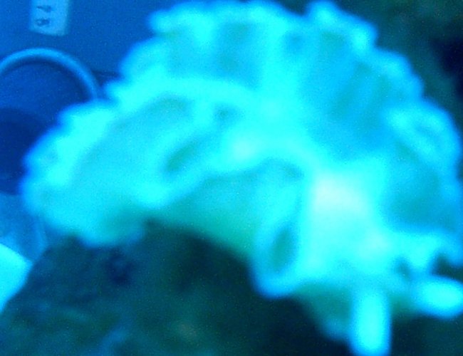 corals inverts - tridachia crispata - lettuce sea slug (nudibranch), green stocking in 75 gallons tank - lettuce nudibranch atinnic corals inverts - tridachia crispata - lettuce sea slug (nudibranch), green stocking in 75 gallons tank - lettuce nudibranch atinnic