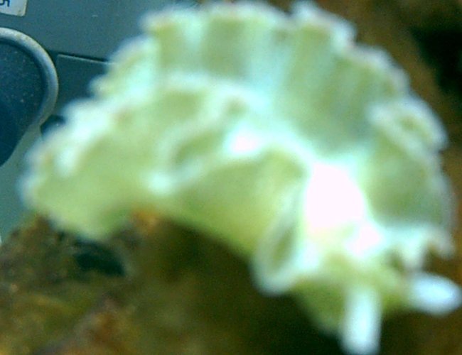 corals inverts - tridachia crispata - lettuce sea slug (nudibranch), green stocking in 75 gallons tank - lettuce nudibranch corals inverts - tridachia crispata - lettuce sea slug (nudibranch), green stocking in 75 gallons tank - lettuce nudibranch