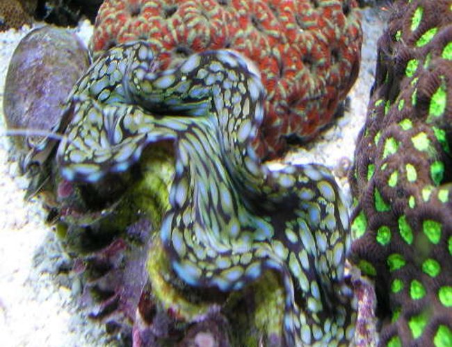 corals inverts - tridacna squamosa - squamosa clam stocking in 180 gallons tank - my fav clam is about 6" now. corals inverts - tridacna squamosa - squamosa clam stocking in 180 gallons tank - my fav clam is about 6" now.