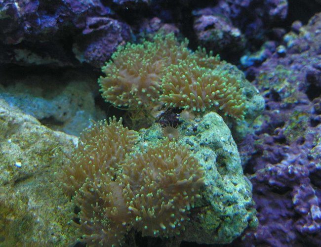 corals inverts - rhodactis sp. - lavender mushroom stocking in 60 gallons tank - i dont remember what kind of mushroom this is corals inverts - rhodactis sp. - lavender mushroom stocking in 60 gallons tank - i dont remember what kind of mushroom this is