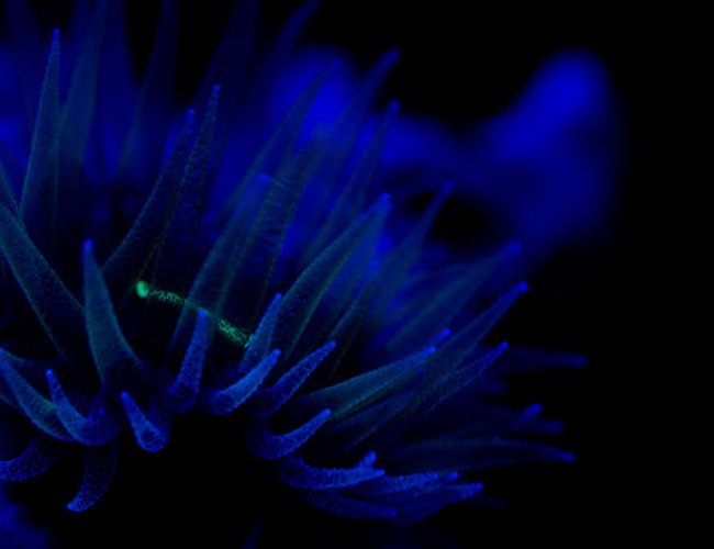 corals inverts - tubastrea micrantha - black sun coral stocking in 37 gallons tank - dendronight lights corals inverts - tubastrea micrantha - black sun coral stocking in 37 gallons tank - dendronight lights