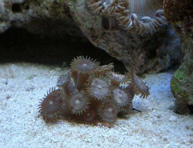 corals inverts - palythoa sp. - blue devil zoanthids stocking in 20 gallons tank - new corals inverts - palythoa sp. - blue devil zoanthids stocking in 20 gallons tank - new
