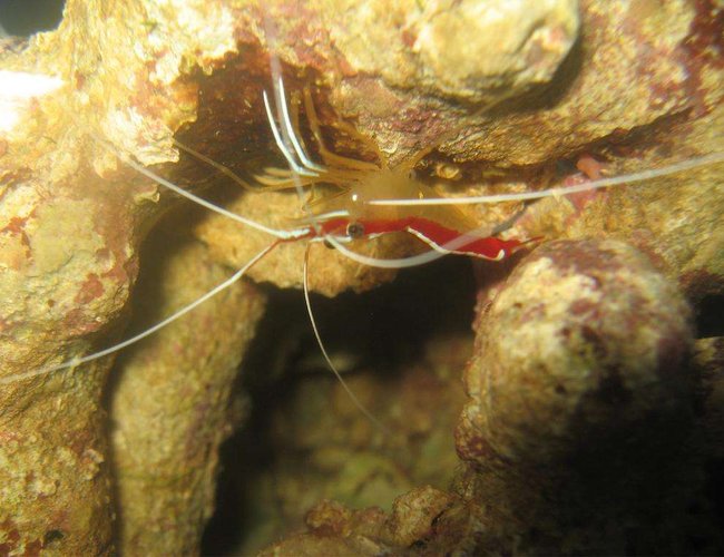 corals inverts - lysmata amboinensis - scarlet skunk cleaner shrimp stocking in 4 gallons tank - Cleaner Shrimp corals inverts - lysmata amboinensis - scarlet skunk cleaner shrimp stocking in 4 gallons tank - Cleaner Shrimp