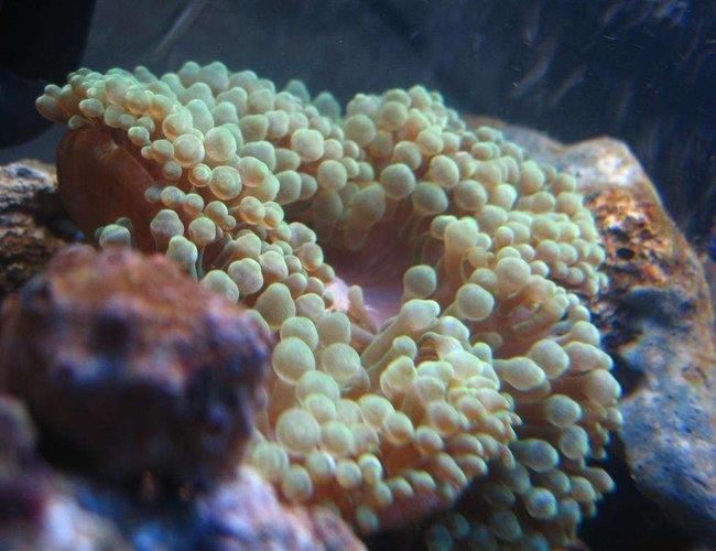 corals inverts - entacmaea quadricolor - bulb anemone stocking in 4 gallons tank - Bubble-Tip Anemone (Entacmaea Quadricolor) corals inverts - entacmaea quadricolor - bulb anemone stocking in 4 gallons tank - Bubble-Tip Anemone (Entacmaea Quadricolor)