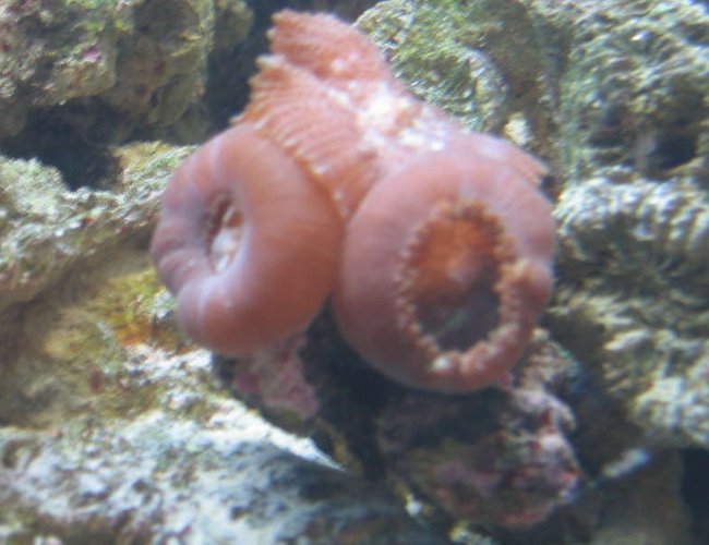 corals inverts - rhodactis inchoata - bullseye mushroom stocking in 65 gallons tank - bullseye shrooms eating mysis corals inverts - rhodactis inchoata - bullseye mushroom stocking in 65 gallons tank - bullseye shrooms eating mysis