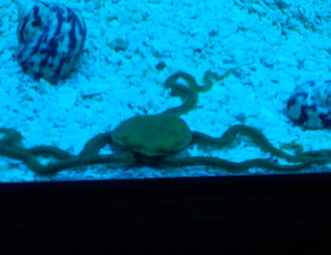 corals inverts - ophiothrix sp. - brittle sea star stocking in 125 gallons tank - Brittle Star corals inverts - ophiothrix sp. - brittle sea star stocking in 125 gallons tank - Brittle Star
