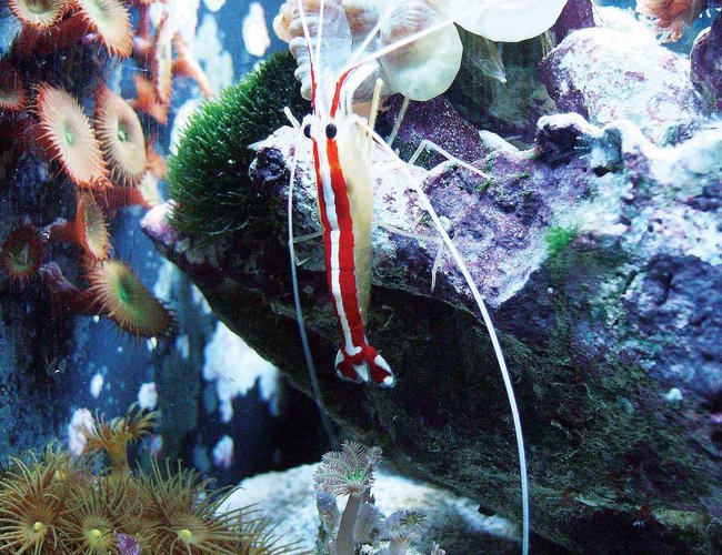 corals inverts - stenopus hispidus - banded coral shrimp stocking in 24 gallons tank - Side view o0f 12G 2 yr old shrimp-healthy corals inverts - stenopus hispidus - banded coral shrimp stocking in 24 gallons tank - Side view o0f 12G 2 yr old shrimp-healthy