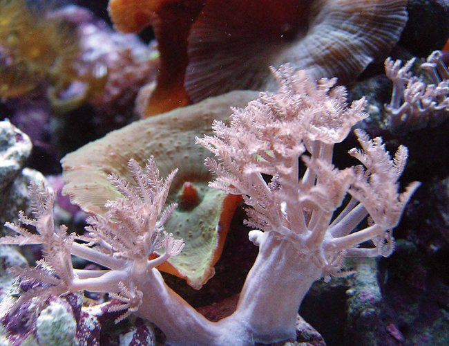 corals inverts - xenia sp. - white pom pom xenia stocking in 24 gallons tank - close up 12G NANO corals inverts - xenia sp. - white pom pom xenia stocking in 24 gallons tank - close up 12G NANO