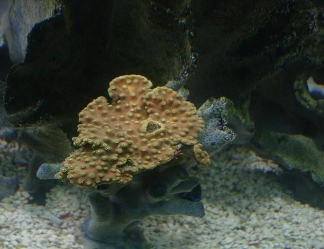 corals inverts - montipora capricornis - leaf plate montipora coral stocking in 125 gallons tank - hard coral corals inverts - montipora capricornis - leaf plate montipora coral stocking in 125 gallons tank - hard coral