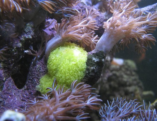 corals inverts - xenia elongata - silver branch pumping xenia stocking in 65 gallons tank - Silver Tipped Xenia Elongata and some sort of sponge corals inverts - xenia elongata - silver branch pumping xenia stocking in 65 gallons tank - Silver Tipped Xenia Elongata and some sort of sponge