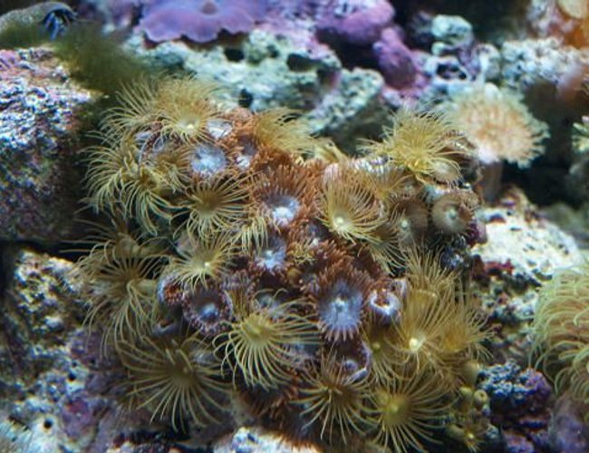 corals inverts - undescribed zoanthid - colony polyp, yellow stocking in 90 gallons tank - 3 years corals inverts - undescribed zoanthid - colony polyp, yellow stocking in 90 gallons tank - 3 years