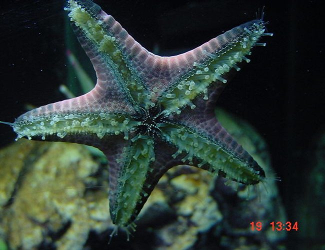 corals inverts - protoreastor nodosus - chocolate chip starfish stocking in 55 gallons tank - patrick! my chocolate star. corals inverts - protoreastor nodosus - chocolate chip starfish stocking in 55 gallons tank - patrick! my chocolate star.