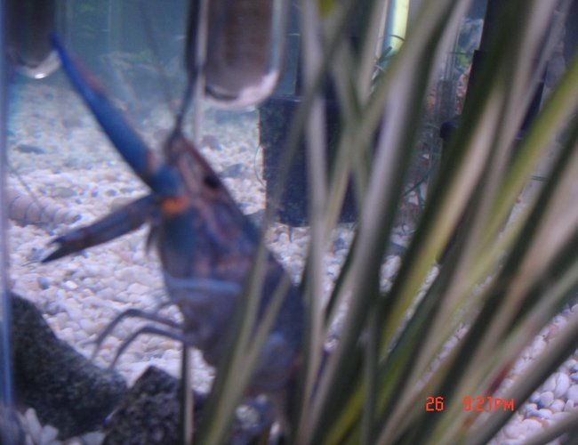corals inverts - cherax sp. - blue knight lobster stocking in 85 gallons tank - Here's my Blue Knight Lobster. He has been trying to climb the wall of my aquarium lately and Im not sure why. He molted about a month ago and has been fine, but lately is acting wierd. I got some video of him eating thats cool.
Crazy Thing::: ,,,,,, the day after i took the picture below of my lobster he dissappeared from my tank. I checked under and in everything and cannot find hiim anywhere! He had been climbing my heater and I theorize that he made it to the top and possibly my wifes cat got him and ate him? I am so BUMMED!!! corals inverts - cherax sp. - blue knight lobster stocking in 85 gallons tank - Here's my Blue Knight Lobster. He has been trying to climb the wall of my aquarium lately and Im not sure why. He molted about a month ago and has been fine, but lately is acting wierd. I got some video of him eating thats cool.
Crazy Thing::: ,,,,,, the day after i took the picture below of my lobster he dissappeared from my tank. I checked under and in everything and cannot find hiim anywhere! He had been climbing my heater and I theorize that he made it to the top and possibly my wifes cat got him and ate him? I am so BUMMED!!!