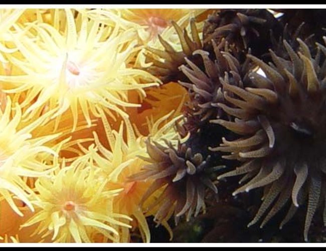 corals inverts - tubastrea micrantha - black sun coral stocking in 35 gallons tank - Some of my pride and joy - Sun Corals
Tubastraea micrantha & Tubastraea coccinea corals inverts - tubastrea micrantha - black sun coral stocking in 35 gallons tank - Some of my pride and joy - Sun Corals
Tubastraea micrantha & Tubastraea coccinea