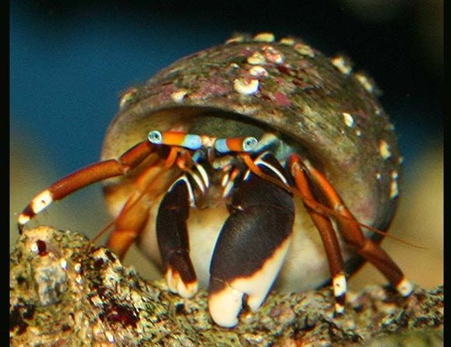 corals inverts - calcinus sp. - electric orange hermit crab stocking in 35 gallons tank - Ol' Lefty corals inverts - calcinus sp. - electric orange hermit crab stocking in 35 gallons tank - Ol' Lefty