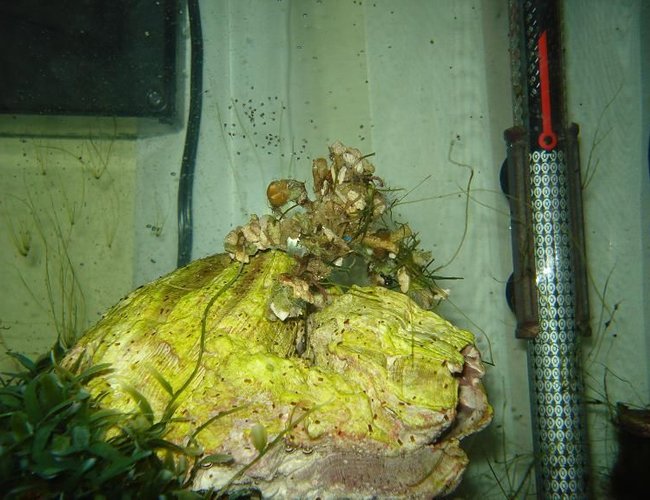 corals inverts - camposcia retusa - spider decorator crab stocking in 65 gallons tank - Decorator crab releasing larvae corals inverts - camposcia retusa - spider decorator crab stocking in 65 gallons tank - Decorator crab releasing larvae