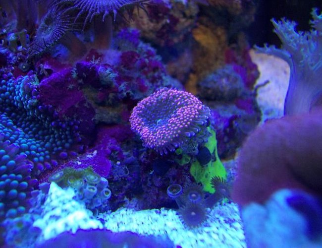 corals inverts - ricordea florida - ricordea mushroom - pink ric. corals inverts - ricordea florida - ricordea mushroom - pink ric.
