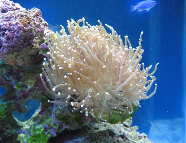 corals inverts - euphyllia glabrescens - torch coral stocking in 37 gallons tank - Torch coral corals inverts - euphyllia glabrescens - torch coral stocking in 37 gallons tank - Torch coral