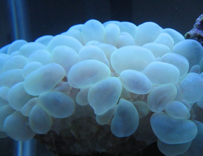 corals inverts - plerogyra sinuosa - bubble coral stocking in 37 gallons tank - Green bubble corals inverts - plerogyra sinuosa - bubble coral stocking in 37 gallons tank - Green bubble