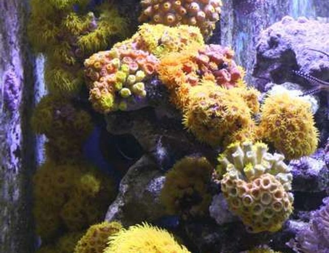 corals inverts - tubastrea faulkneri - yellow sun coral stocking in 400 gallons tank - Sun Coral Zone
All fed Daily using Frozen Mysis and Cyclop-eeze to entice them out. Had some die back in the early days but now I've got the feeding sussed they are recovering very well and even new heads are growing. corals inverts - tubastrea faulkneri - yellow sun coral stocking in 400 gallons tank - Sun Coral Zone
All fed Daily using Frozen Mysis and Cyclop-eeze to entice them out. Had some die back in the early days but now I've got the feeding sussed they are recovering very well and even new heads are growing.