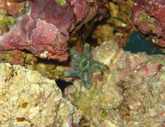 corals inverts - asterina sp. - starfish stocking in 65 gallons tank - Tiny green starfish that hitchhiked in on my live rock. corals inverts - asterina sp. - starfish stocking in 65 gallons tank - Tiny green starfish that hitchhiked in on my live rock.
