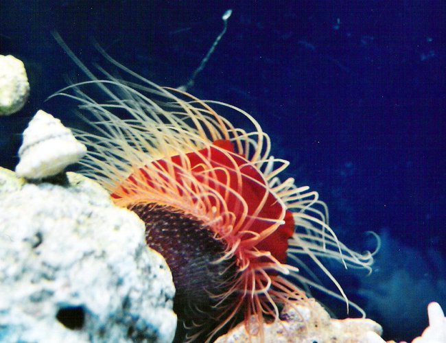 corals inverts - lima scabra - flame scallop stocking in 40 gallons tank - Flame Scallop corals inverts - lima scabra - flame scallop stocking in 40 gallons tank - Flame Scallop