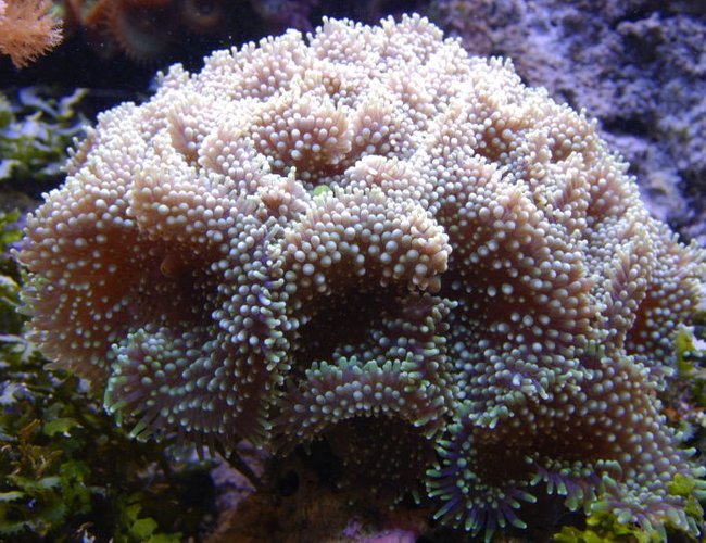 corals inverts - ricordea florida - ricordea mushroom stocking in 125 gallons tank - Ricordea in 125 reef corals inverts - ricordea florida - ricordea mushroom stocking in 125 gallons tank - Ricordea in 125 reef