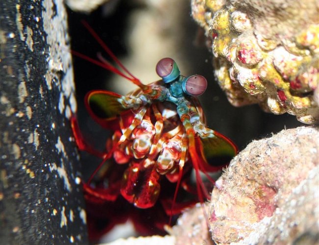corals inverts - odontodactylus scyllarus - clown mantis shrimp stocking in 24 gallons tank - O. Scyllarus corals inverts - odontodactylus scyllarus - clown mantis shrimp stocking in 24 gallons tank - O. Scyllarus