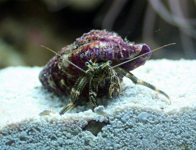 corals inverts - clibanarius sp. - dwarf yellow tip hermit crab stocking in 24 gallons tank - Hermit Crab with an obscenely purple shell corals inverts - clibanarius sp. - dwarf yellow tip hermit crab stocking in 24 gallons tank - Hermit Crab with an obscenely purple shell