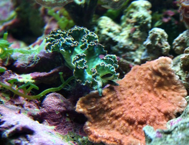 corals inverts - tridachia crispata - lettuce sea slug (nudibranch) stocking in 24 gallons tank - Dark Nudibranch
He is checking out the monti cap corals inverts - tridachia crispata - lettuce sea slug (nudibranch) stocking in 24 gallons tank - Dark Nudibranch
He is checking out the monti cap