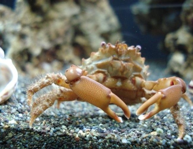corals inverts - camposcia retusa - spider decorator crab stocking in 120 gallons tank - Crabzilla! corals inverts - camposcia retusa - spider decorator crab stocking in 120 gallons tank - Crabzilla!