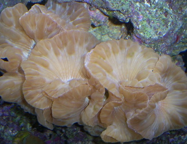 corals inverts - nemanzophyllia turbida - fox coral stocking in 110 gallons tank - Fox coral corals inverts - nemanzophyllia turbida - fox coral stocking in 110 gallons tank - Fox coral