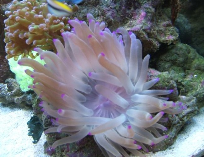corals inverts - condylactis sp. - haitian reef anemone stocking in 72 gallons tank - Purple Condi corals inverts - condylactis sp. - haitian reef anemone stocking in 72 gallons tank - Purple Condi