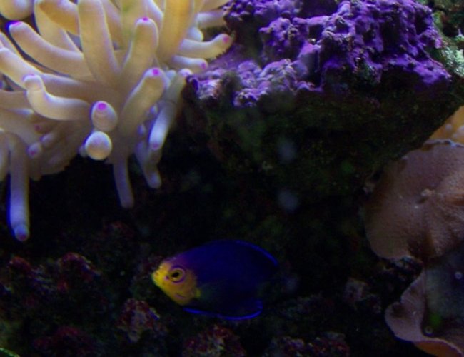 corals inverts - condylactis sp. - haitian reef anemone stocking in 46 gallons tank corals inverts - condylactis sp. - haitian reef anemone stocking in 46 gallons tank