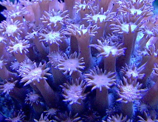 corals inverts - alveopora sp. - alveopora coral stocking in 100 gallons tank - .. corals inverts - alveopora sp. - alveopora coral stocking in 100 gallons tank - ..