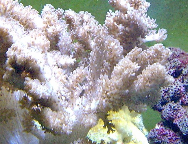 corals inverts - cladiella sp. - cauliflower colt coral stocking in 100 gallons tank - . corals inverts - cladiella sp. - cauliflower colt coral stocking in 100 gallons tank - .