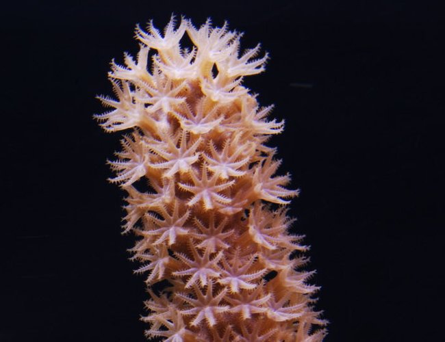 corals inverts - acalycigorgia sp. - blue sea fan stocking in 125 gallons tank - Macro of a Gorgonia in my 125 gallons reef corals inverts - acalycigorgia sp. - blue sea fan stocking in 125 gallons tank - Macro of a Gorgonia in my 125 gallons reef