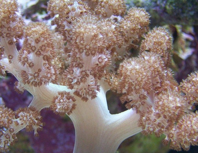 corals inverts - capnella sp. - kenya tree coral stocking in 65 gallons tank - kenya tree coral.
(Capnella sp.) corals inverts - capnella sp. - kenya tree coral stocking in 65 gallons tank - kenya tree coral.
(Capnella sp.)