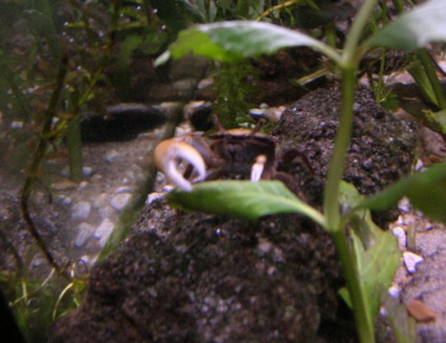 corals inverts - uca pugnax - fiddler crab stocking in 125 gallons tank - Fiddler crab corals inverts - uca pugnax - fiddler crab stocking in 125 gallons tank - Fiddler crab