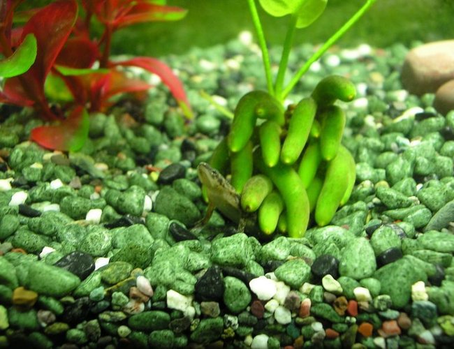 corals inverts - hymenochirus boettgeri - african dwarf frog stocking in 5 gallons tank - My african dwarf frog burrowed under the banana plant. corals inverts - hymenochirus boettgeri - african dwarf frog stocking in 5 gallons tank - My african dwarf frog burrowed under the banana plant.
