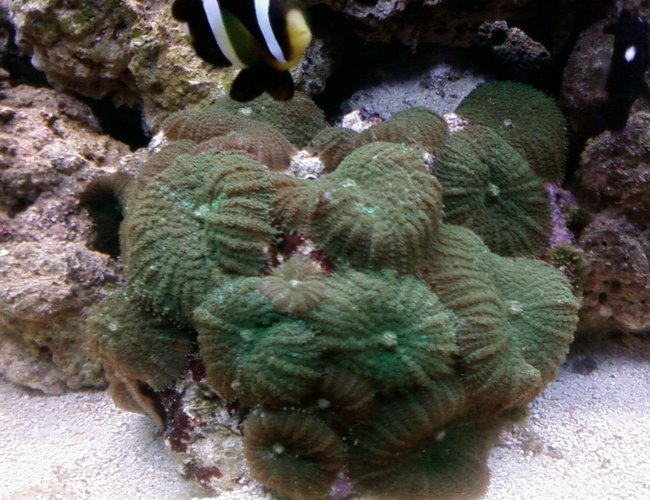 corals inverts - rhodactis sp. - green mushroom stocking in 46 gallons tank - colony of 20 green mushroom corals corals inverts - rhodactis sp. - green mushroom stocking in 46 gallons tank - colony of 20 green mushroom corals