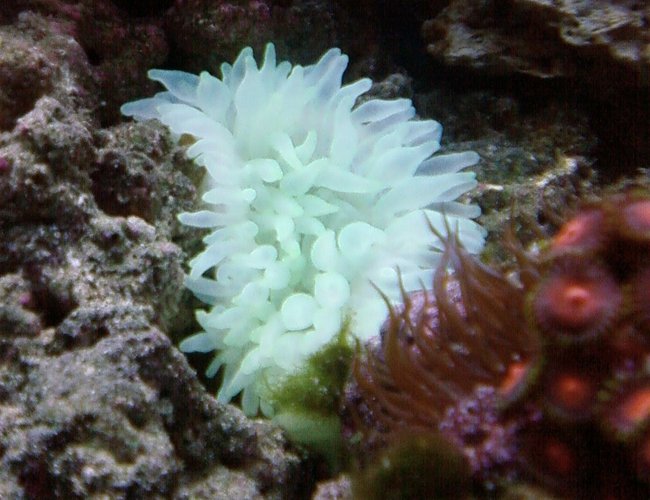 corals inverts - entacmaea quadricolor - bubble tip anemone stocking in 46 gallons tank - neon green bubble tip anemone corals inverts - entacmaea quadricolor - bubble tip anemone stocking in 46 gallons tank - neon green bubble tip anemone