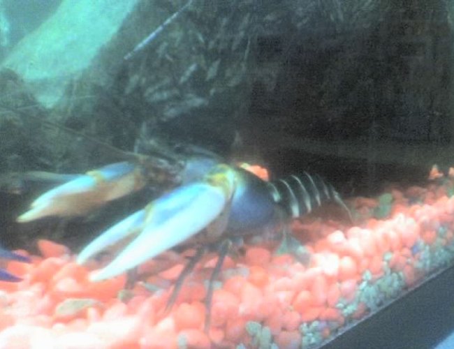 corals inverts - cherax sp. - tiger lobster stocking in 30 gallons tank - my blue tiger lobster..taken with a 1.2 megapixel phone... corals inverts - cherax sp. - tiger lobster stocking in 30 gallons tank - my blue tiger lobster..taken with a 1.2 megapixel phone...