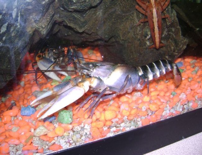 corals inverts - cherax sp. - tiger lobster stocking in 30 gallons tank - my blue tiger lobster corals inverts - cherax sp. - tiger lobster stocking in 30 gallons tank - my blue tiger lobster